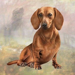 Red Dachshund  Sitting stone coasters